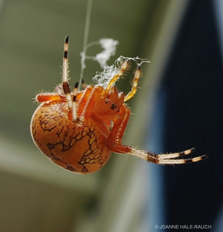 ORANGE SPIDER