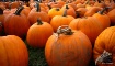 The Pumpkin Guys