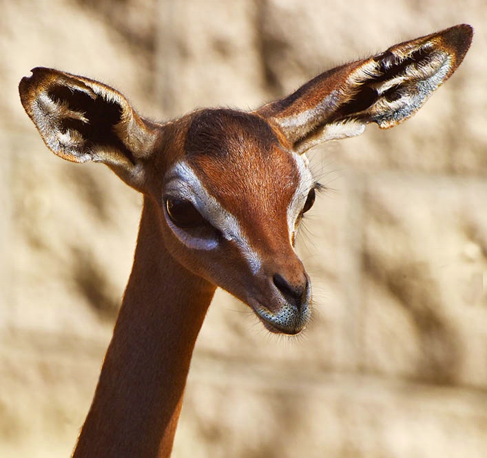 Baby Gerenuk