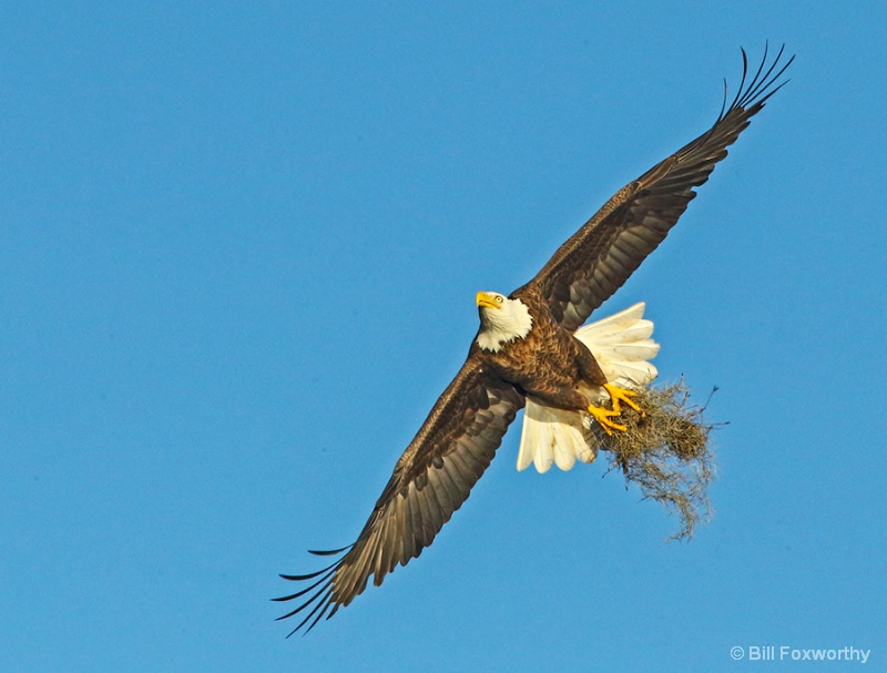 Eagle Bringing Padding