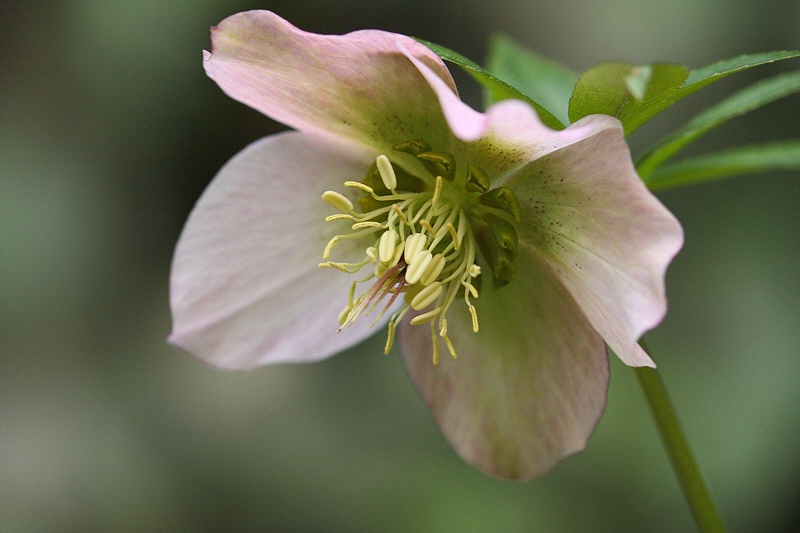 Portrait of a pink hellebore