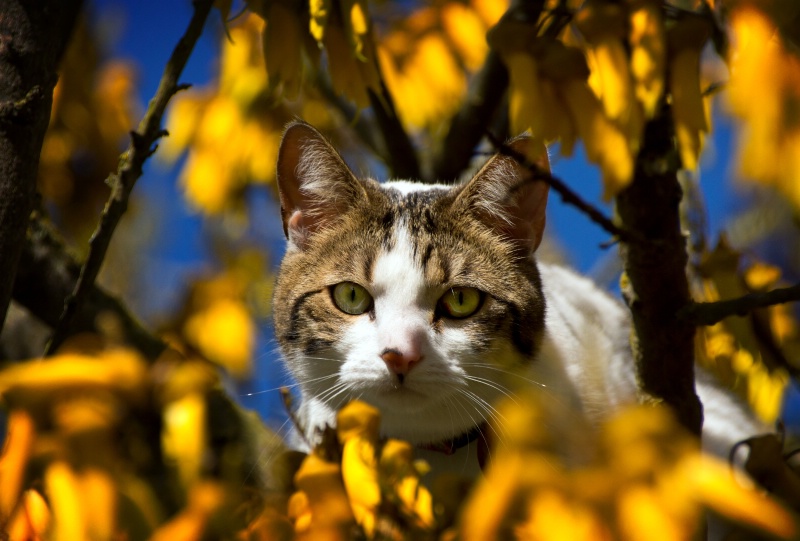 Cat in Kowhai