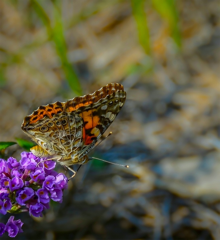 Butterfly