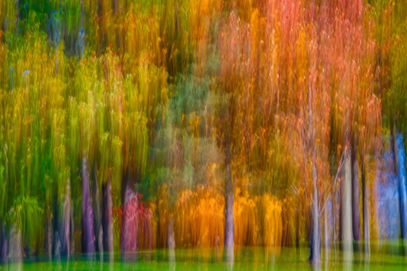 Autumn's Abstract Palette