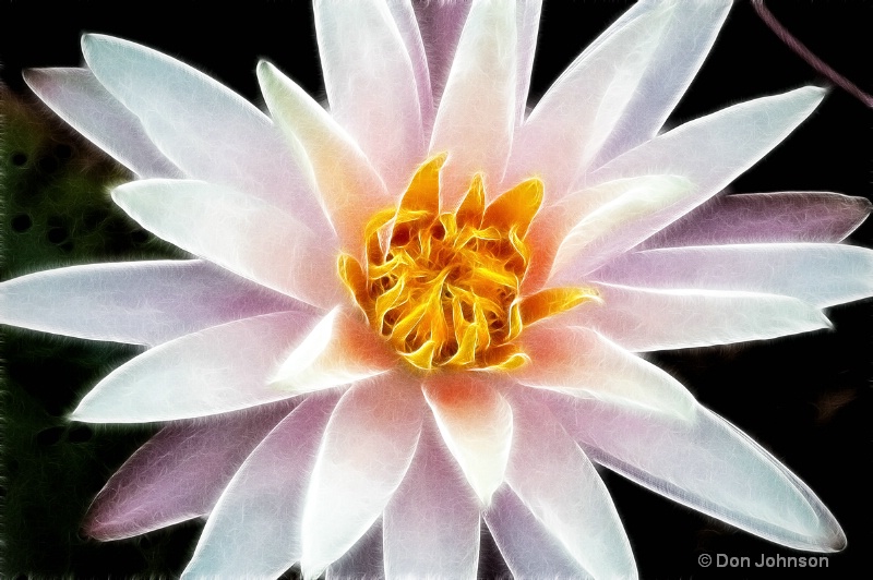 Artistic Beautiful Water Lily 018