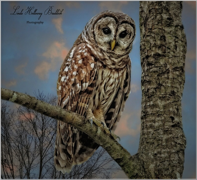 Owl  In  Tree