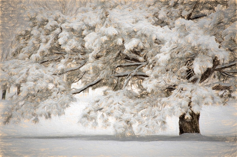 Dreamy snow laden tree