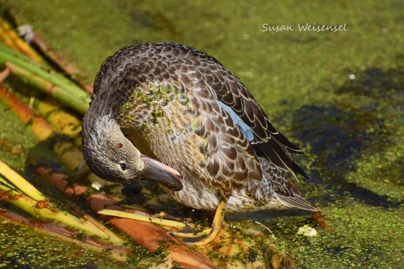 Blue Wing Teal