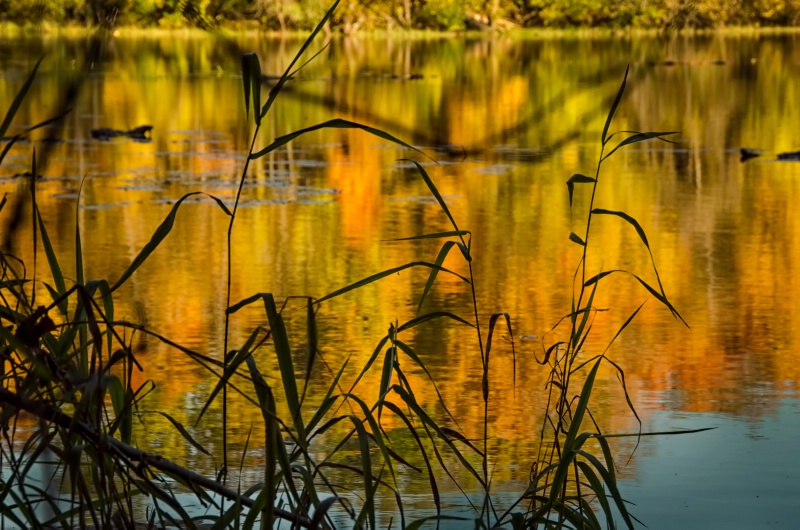 Fall Reflections at the Big Woods