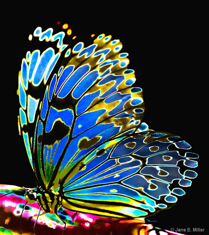 Funky Butterfly