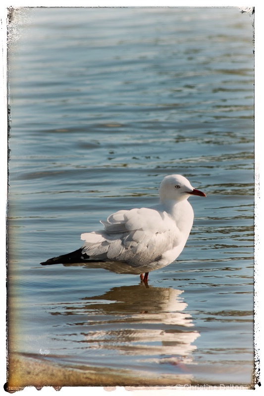  Seagull Reflection
