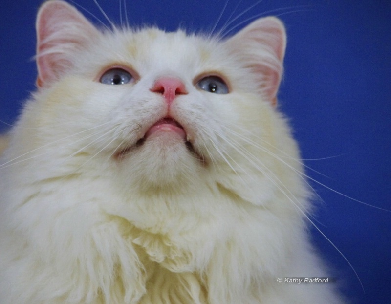 White Maine Coon Cat (2)