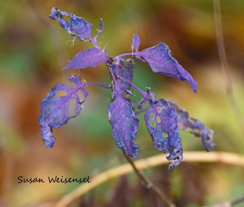 Purple Weed