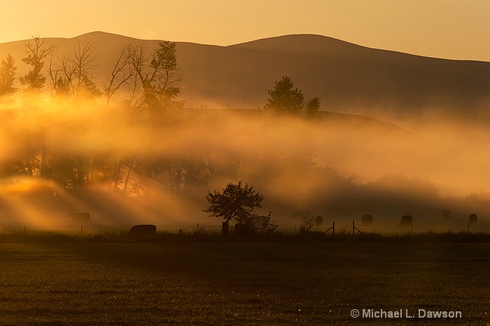 Golden Morning