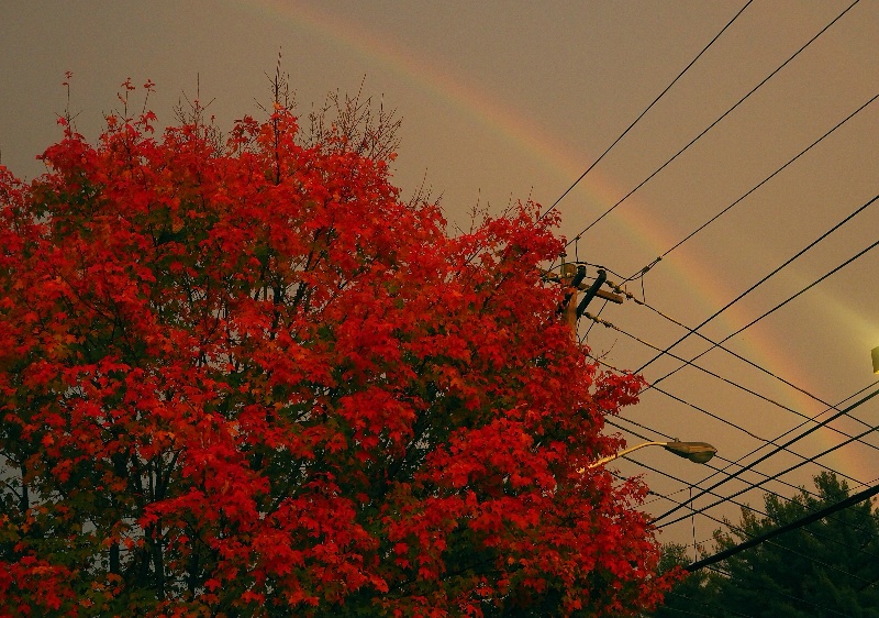 Fall foliage and rainbow at dusk