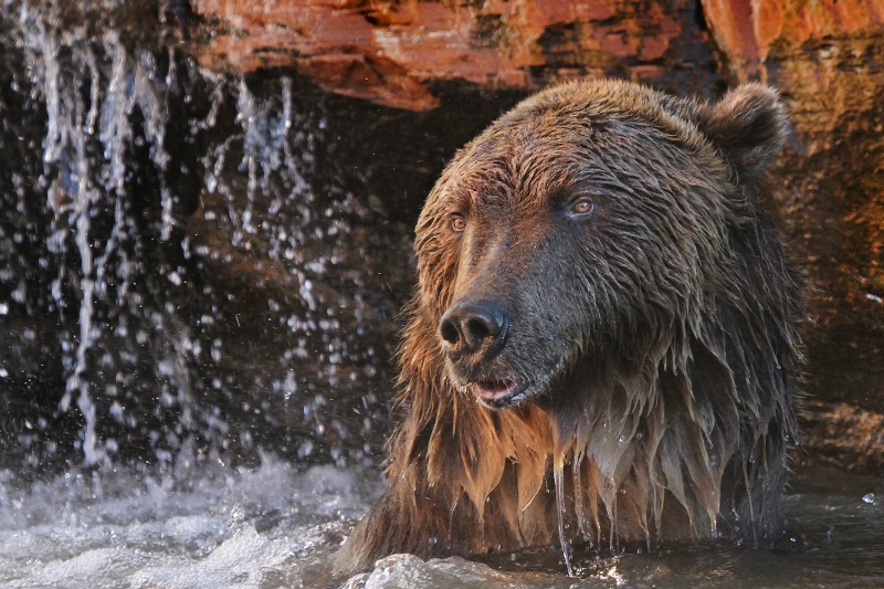 Bear Shower