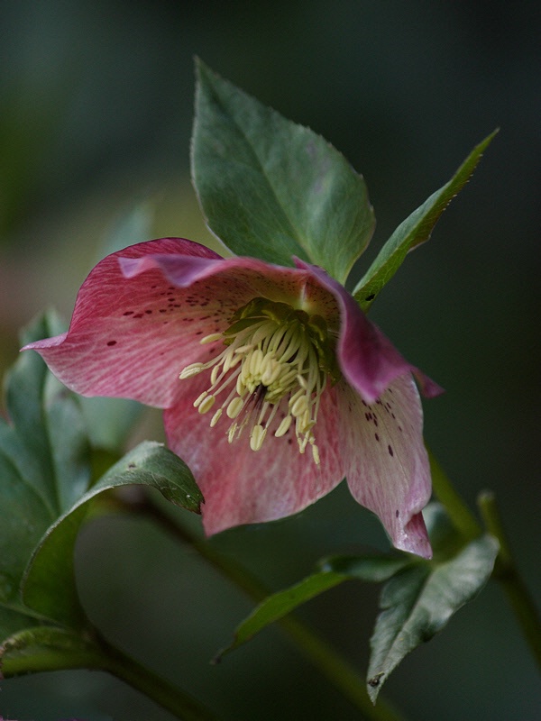 Purple hellebore