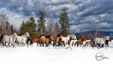 Winter Run