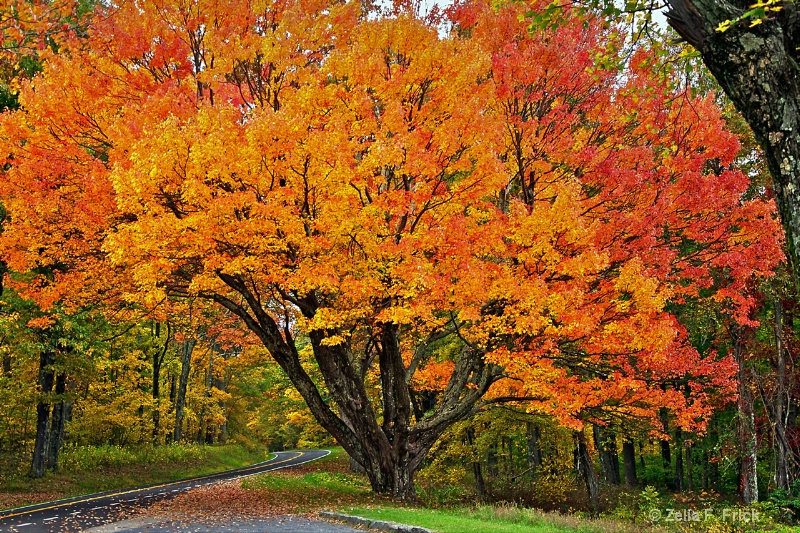 The Most Beautiful Tree on Skyland Drive - ID: 14708299 © Zelia F. Frick