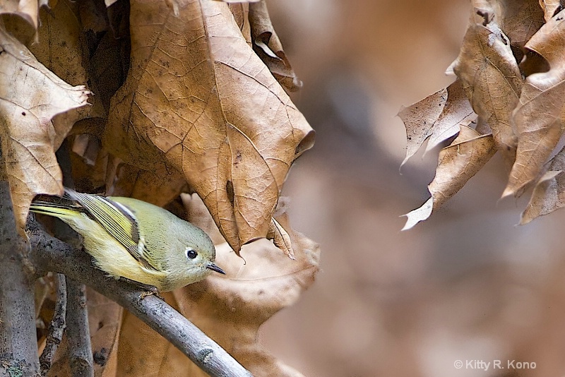 Ruby Crowned Kinglet in the Leaves