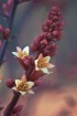 Agave Blossoms