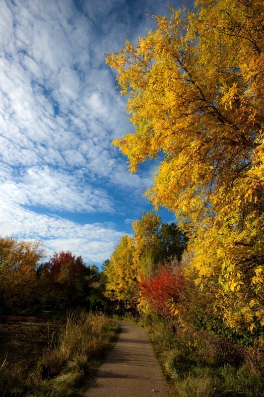 Walking Through Autumn