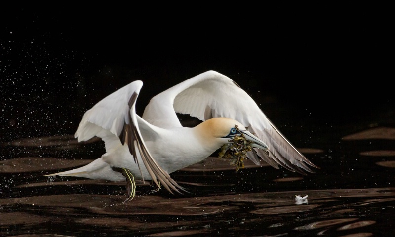 Northern Gannet Liftoff