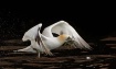 Northern Gannet L...