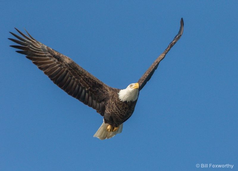 Eagle Headed To Nest