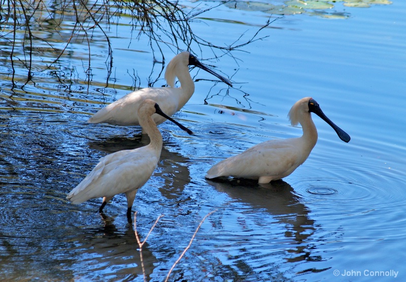 A Spoonbill Family.