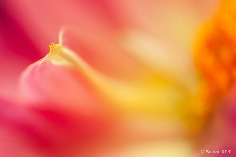 Dahlia Detail 1