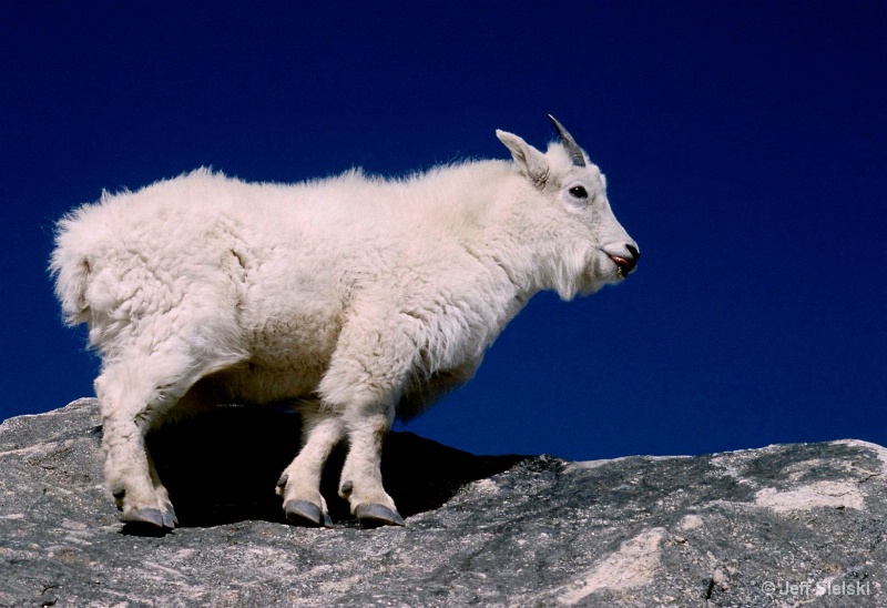 Baby Mountain Goat Walking atop Mt. Evens