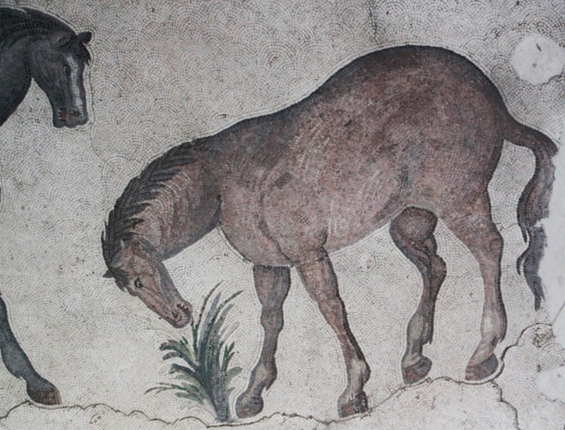 A horse from Istanbul (Mosaic Museum)
