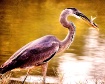The Whole Bird ~ ...