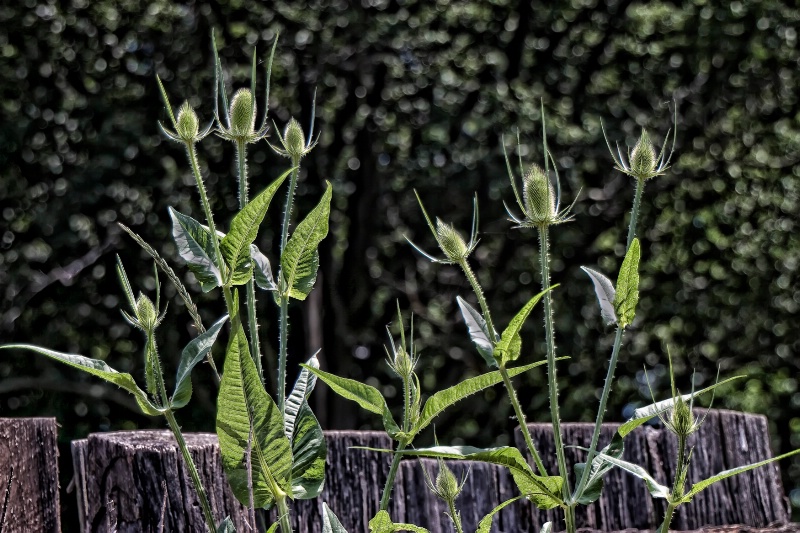 Teasels All in a Row