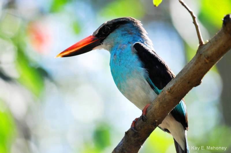  Blue breasted Kingfisher 