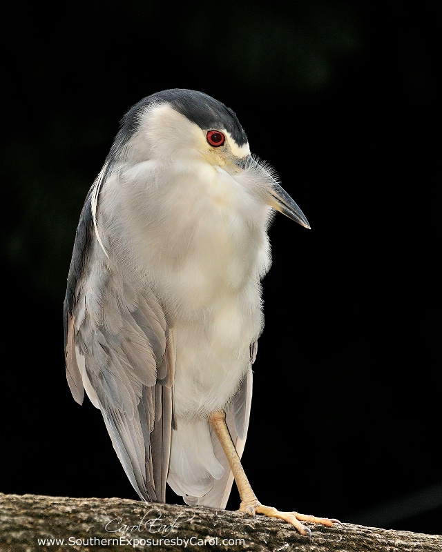 Black-Crowned Night Heron - ID: 14714212 © Carol Eade