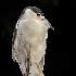 2Black-Crowned Night Heron - ID: 14714212 © Carol Eade