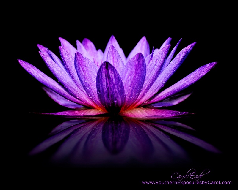 Purple Lily - ID: 14714218 © Carol Eade