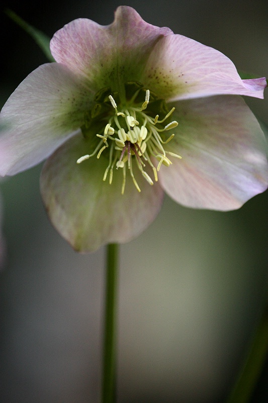 Portrait of a pink hellebore #2