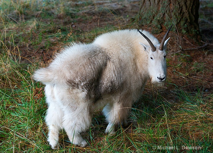 Grazing Mountain Goat