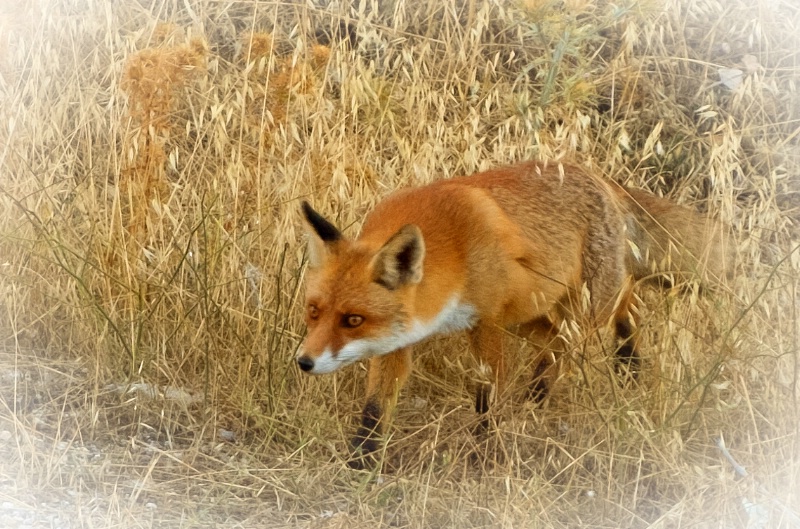 The cunning fox