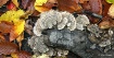 Forest Floor