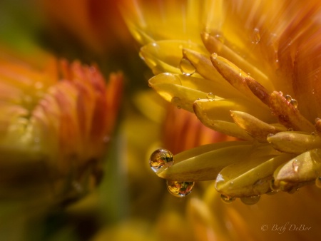 Water Drops