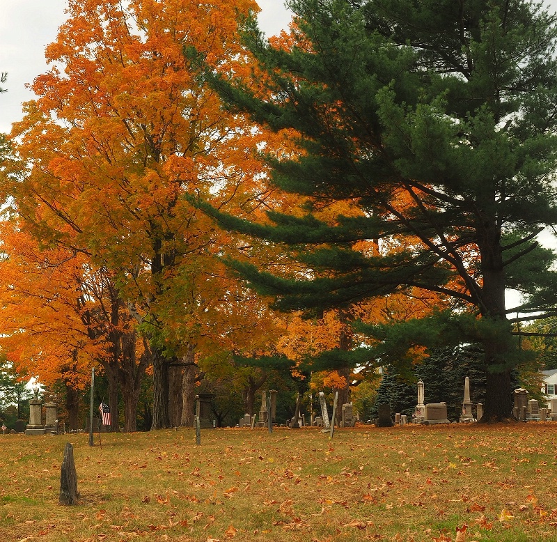 Fall foliage