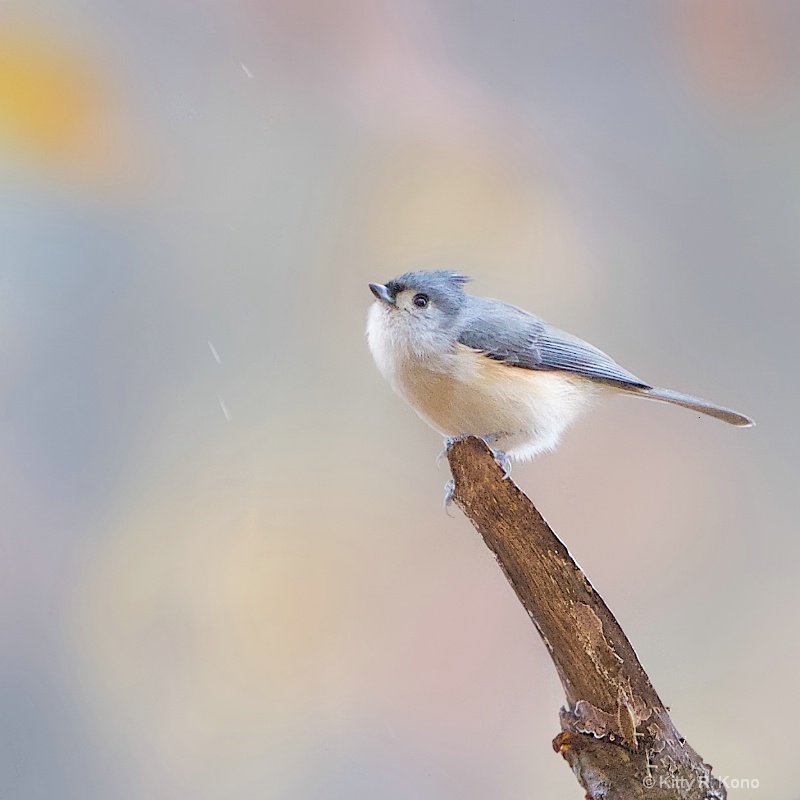 Tufted Titmouse in the Rain in Valley Forge Today 
