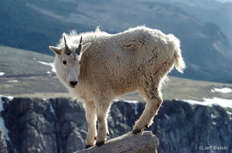 Mountain Goat Back Light, Colorado