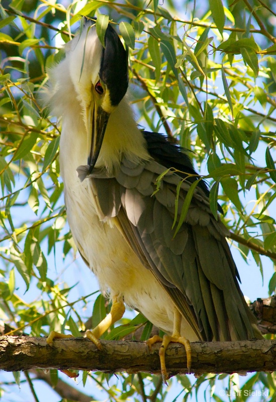 Blue Heron in Tree Grooming Himself