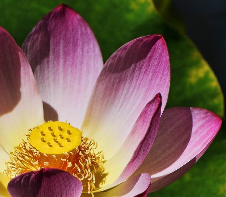Lotus Alone