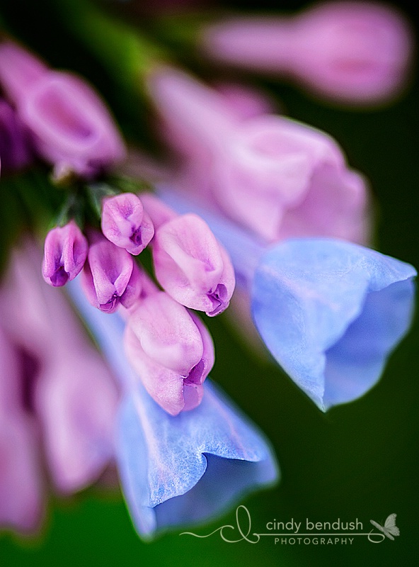 Purple and Blue